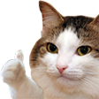 catthumbsup