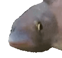 BopFish